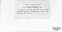Puccinia grindeliae image